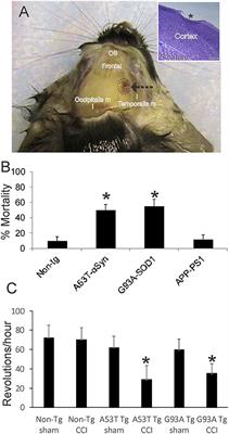 Neonatal Brain Injury and Genetic Causes of Adult-Onset Neurodegenerative Disease in Mice Interact With Effects on Acute and Late Outcomes